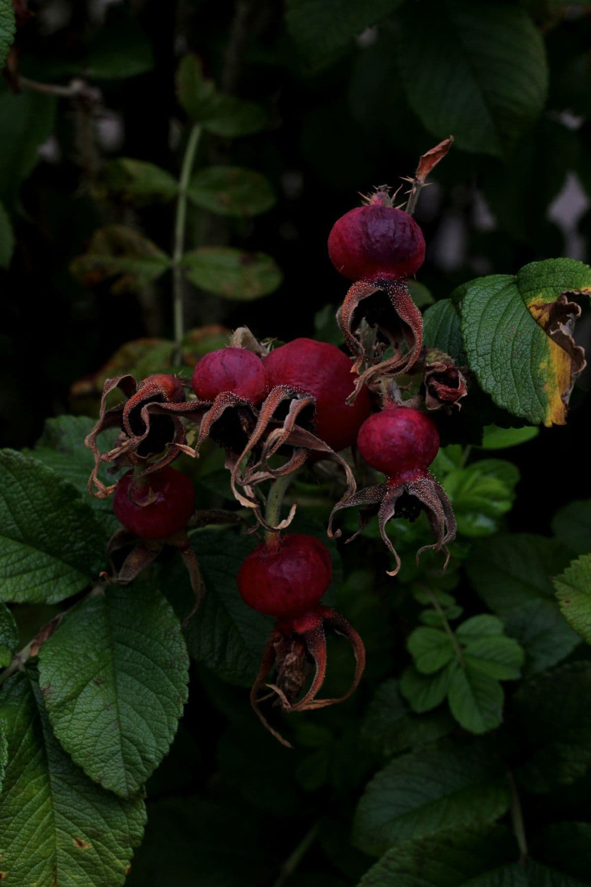 Rose Hip